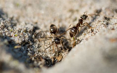 家中突然出現很多小螞蟻 葫蘆風水辦公室